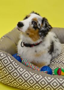 Pet Supplies
